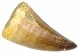 Fossil Mosasaur (Thalassotitan) Tooth - Morocco #374535-1